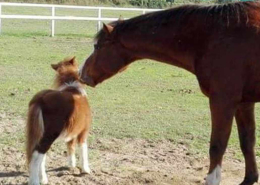Cavallo che annusa un pony