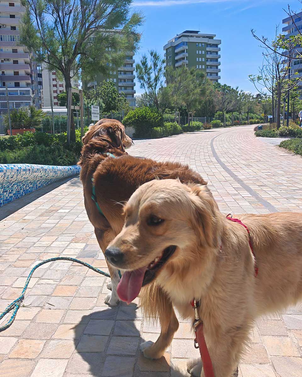 Misano Pet Friendly Portoverde 2