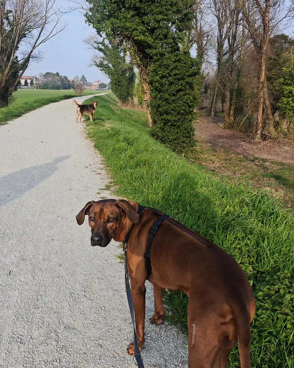 Misano Pet-Friendly Conca Walk 2